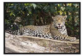 Gerahmter Kunstdruck Jaguar ruhend, Pantanal Feuchtgebiete, Brasilien