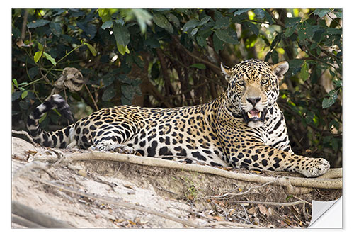 Wall sticker Jaguar resting on a rock, Pantanal Wetlands, Brazil