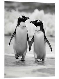 Gallery print Penguin couple