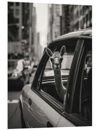 Stampa su PVC Traveling llama in New York