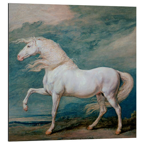 Print på aluminium Adonis, a white stallion