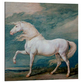 Aluminiumtavla Adonis, a white stallion