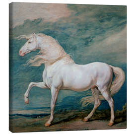 Canvas print Adonis, a white stallion