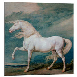 Gallery print Adonis, a white stallion