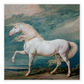 Poster Adonis, a white stallion