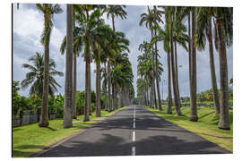 Stampa su alluminio Palm tree avenue in the Caribbean