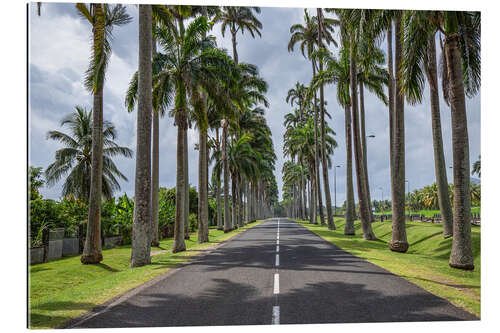 Gallery print Palm tree avenue in the Caribbean