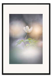Gerahmter Kunstdruck Wunderschöne Waldanemone