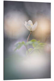 Magnettafel Wunderschöne Waldanemone