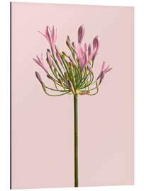 Magnettafel Einsame Blume