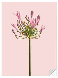 Wall sticker Lonely Flower