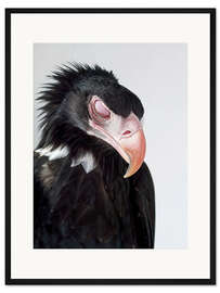 Gerahmter Kunstdruck Schläfriger Keilschwanzadler