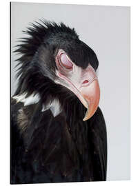 Magnettafel Schläfriger Keilschwanzadler