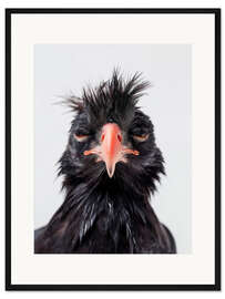 Gerahmter Kunstdruck Zerzauster Adler