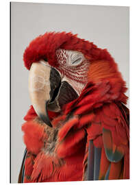 Aluminium print Macaw's Quiet Moment