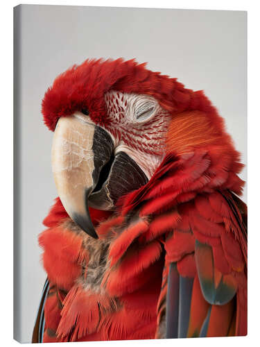 Canvas print Macaw's Quiet Moment