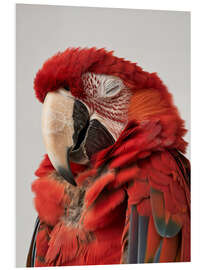 Foam board print Macaw's Quiet Moment