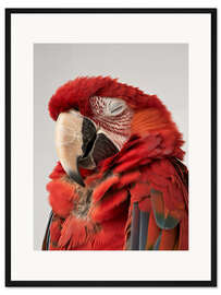 Gerahmter Kunstdruck Schlafender Ara