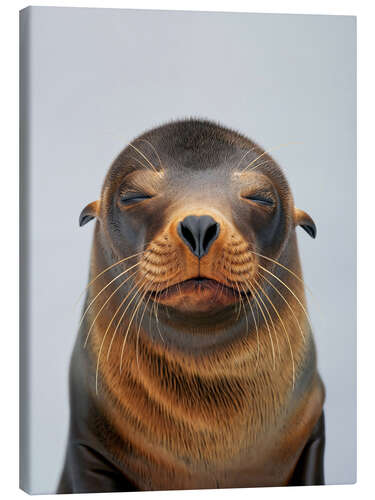 Stampa su tela Seal Serenity