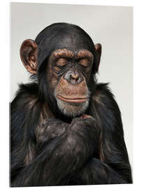 Acrylic print Relaxing Chimp