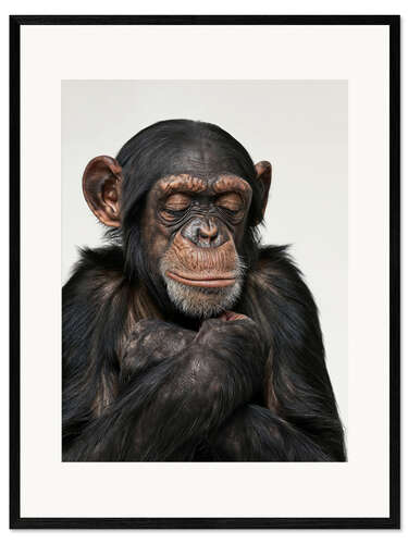 Framed art print Relaxing Chimp