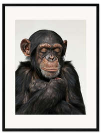 Framed art print Relaxing Chimp