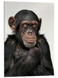 Gallery print Relaxing Chimp