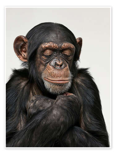 Poster Relaxing Chimp