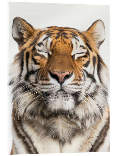 Akryylilasitaulu Tiger Tranquility