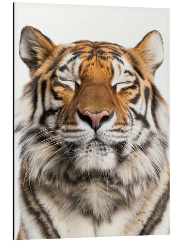 Aluminium print Tiger Tranquility