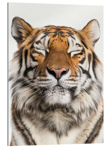 Gallery print Tiger Tranquility