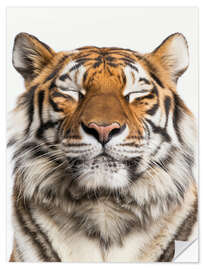 Sticker mural Tiger Tranquility