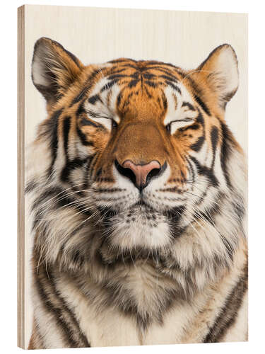 Wood print Tiger Tranquility