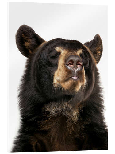 Akryylilasitaulu Black Bear Bliss