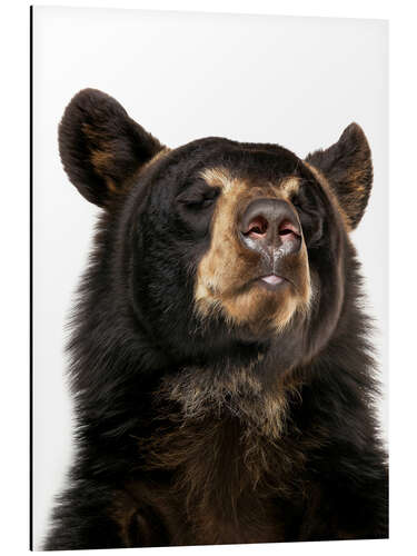 Aluminiumtavla Black Bear Bliss