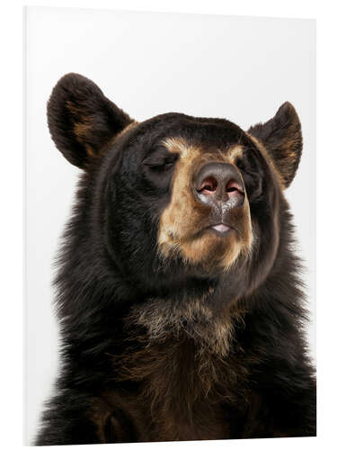 Tableau en PVC Black Bear Bliss