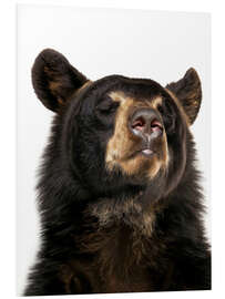 Bilde på skumplate Black Bear Bliss
