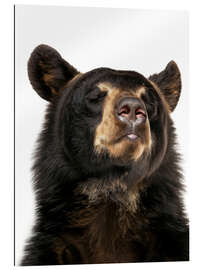 Cuadro de plexi-alu Black Bear Bliss