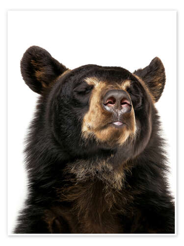 Poster Black Bear Bliss