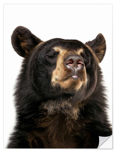 Wandsticker Glückseliger Schwarzbär