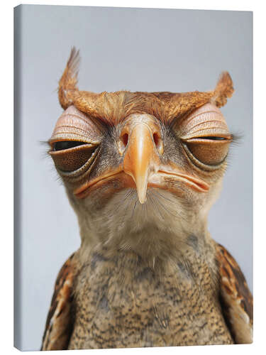 Leinwandbild Launischer Vogel