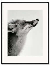 Gerahmter Kunstdruck Fuchsschnurrhaare