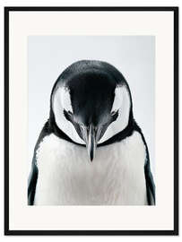 Gerahmter Kunstdruck Eingenickter Pinguin