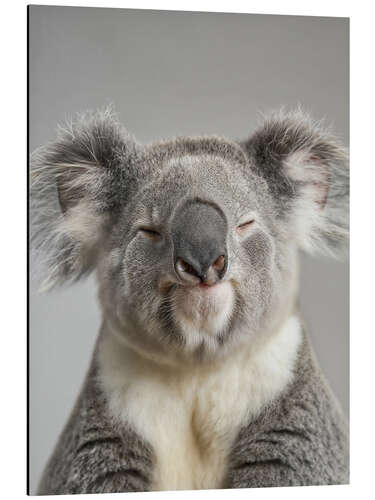 Alumiinitaulu Calm Koala