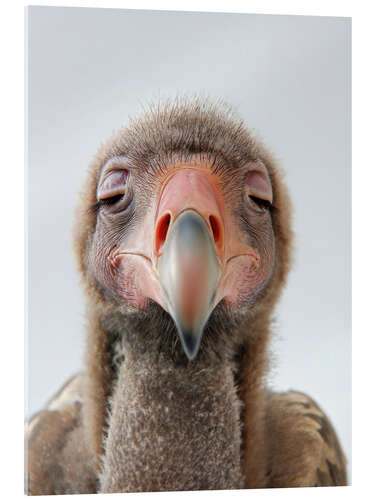 Acrylic print Sleepy Vulture