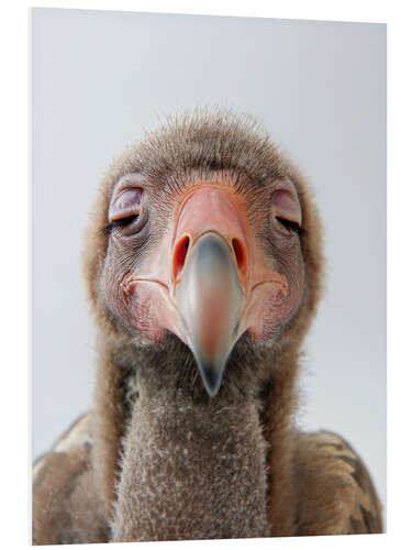 PVC-taulu Sleepy Vulture