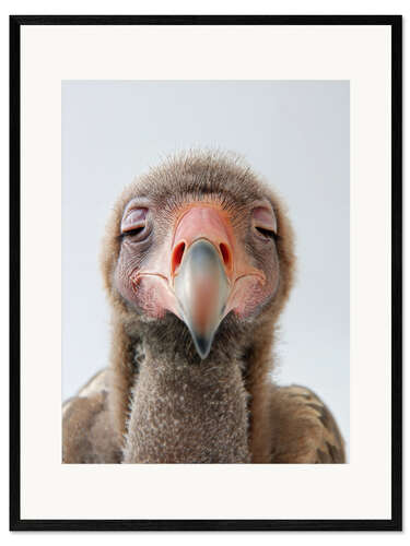 Framed art print Sleepy Vulture