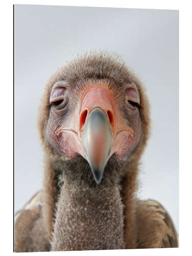 Gallery print Sleepy Vulture