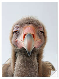 Selvklebende plakat Sleepy Vulture