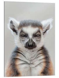 Gallery print Lemur Zen